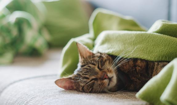 Sleeping cat