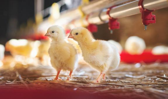 Chickens on farm