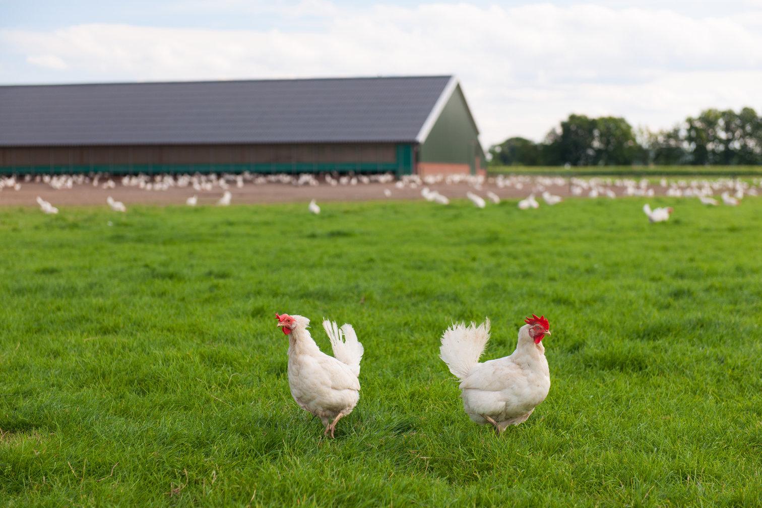 Chickens on farm
