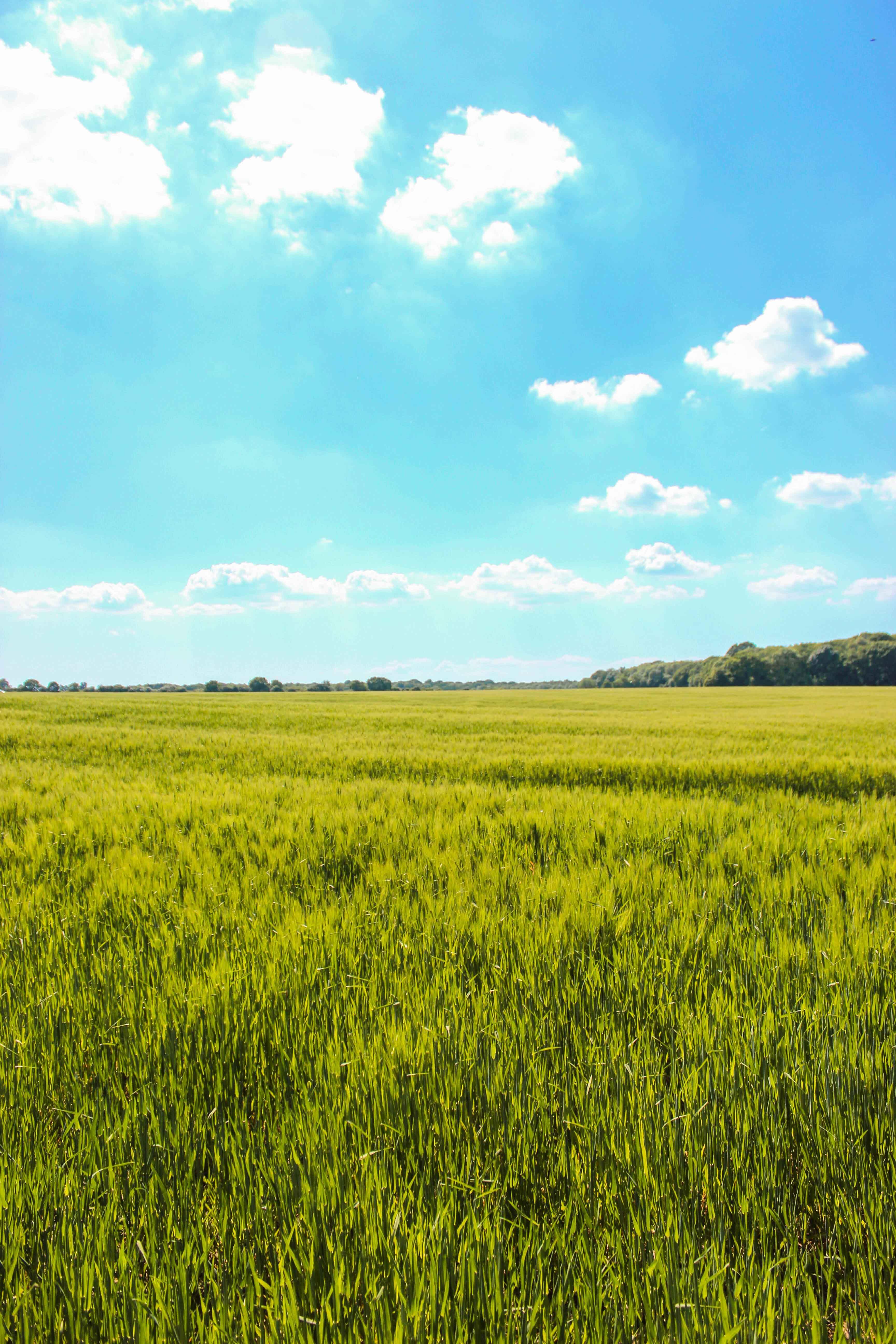 Image of: Field