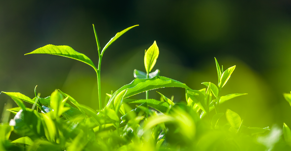 Image of environment